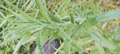 Epilobium hirtigerum