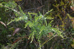 Kunzea ambigua
