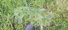 Epilobium hirtigerum