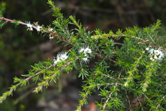 Kunzea ambigua