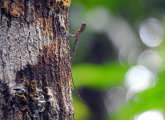 Draco quinquefasciatus
