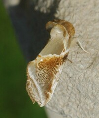 Habrosyne pyritoides