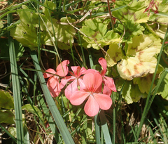 Pelargonium × hybridum