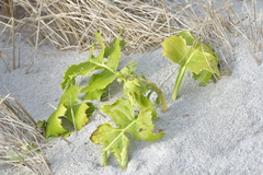 Sonchus grandifolius