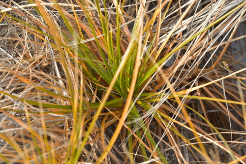 Desmoschoenus spiralis