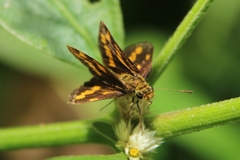 Taractrocera ceramas