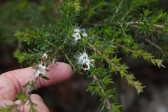 Kunzea ambigua
