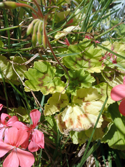 Pelargonium × hybridum