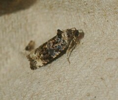 Endothenia gentianaeana