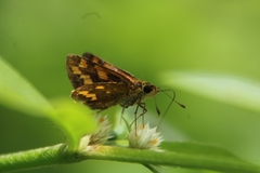 Taractrocera ceramas