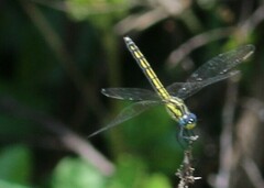 Trithemis stictica