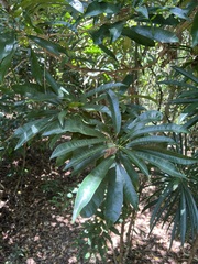 Codiaeum peltatum