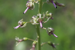 Drimia elata