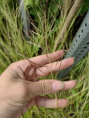 Dichanthium annulatum annulatum
