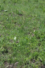 Drimia elata