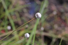 Eriocaulon dregei