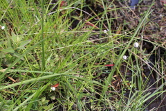 Eriocaulon dregei