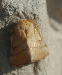 Malacosoma neustria