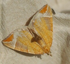 Eulithis testata