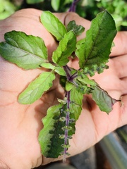 Ocimum tenuiflorum