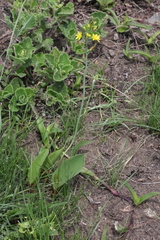 Eriospermum mackenii