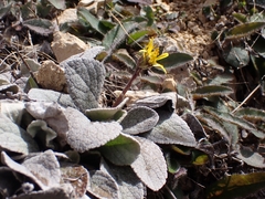 Brachyglottis haastii