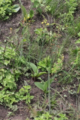 Eriospermum mackenii