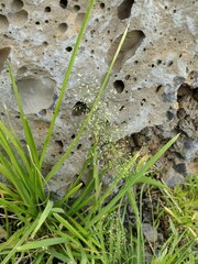 Eragrostis amabilis