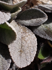 Brachyglottis haastii