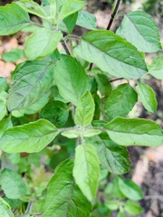 Ocimum tenuiflorum