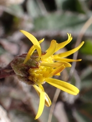 Brachyglottis haastii