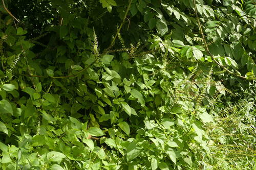Coleus scutellarioides observed 2022-10-23