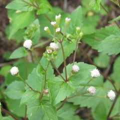 Ageratina rothrockii