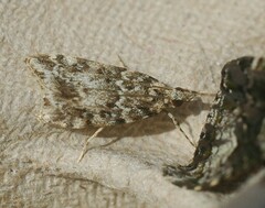 Eudonia lineola