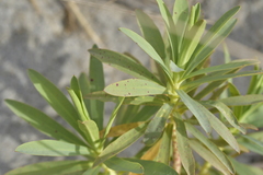 Euphorbia glauca