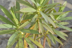 Euphorbia glauca