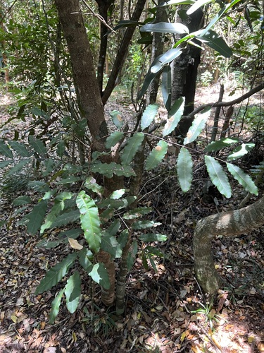 Cupaniopsis trigonocarpa observed 2022-10-28