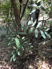 Cupaniopsis trigonocarpa