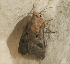 Agrotis