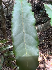 Cupaniopsis trigonocarpa