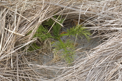 Aciphylla dieffenbachii