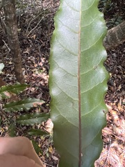 Cupaniopsis trigonocarpa