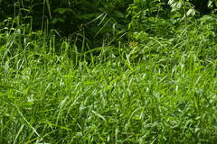 Urochloa mutica