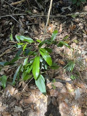 Casearia sylvestris