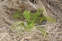 Aciphylla dieffenbachii