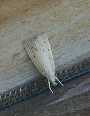 Calamotropha paludella