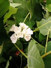 Dombeya burgessiae