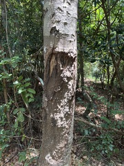 Neoarytera chartacea