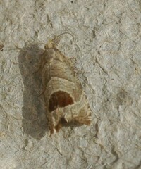 Notocelia uddmanniana