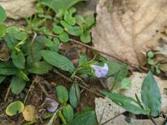 Bonnaya ruelloides
